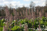 Groot hoefblad (Petasites hybridus)