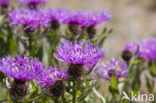 Grote centaurie (Centaurea scabiosa) 