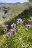 Greater Knapweed (Centaurea scabiosa)