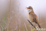 Grote Karekiet (Acrocephalus arundinaceus) 