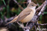 Grote Karekiet (Acrocephalus arundinaceus) 