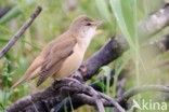 Grote Karekiet (Acrocephalus arundinaceus) 