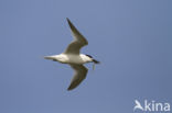 Sandwich Tern (Sterna sandvicensis)