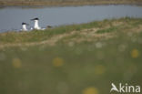 Sandwich Tern (Sterna sandvicensis)