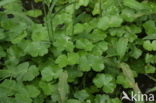 Grote waternavel (Hydrocotyle ranunculoides)