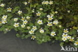 Pond Watercrowfoot (Ranunculus peltatus)