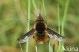 dark-edged bee-fly (Bombylius major)