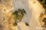 Scots Pine (Pinus sylvestris)