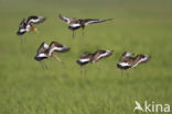 Grutto (Limosa limosa) 