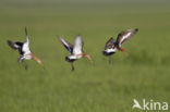 Grutto (Limosa limosa) 