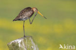 Grutto (Limosa limosa) 