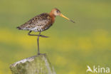 Grutto (Limosa limosa) 