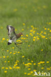 Black-tailed Godwit (Limosa limosa) 