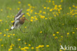 Black-tailed Godwit (Limosa limosa) 