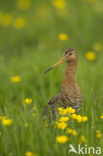 Grutto (Limosa limosa) 