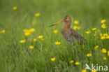 Black-tailed Godwit (Limosa limosa) 