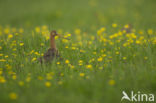 Black-tailed Godwit (Limosa limosa) 