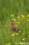 Black-tailed Godwit (Limosa limosa) 