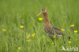 Black-tailed Godwit (Limosa limosa) 