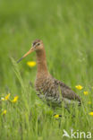 Black-tailed Godwit (Limosa limosa) 