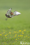 Black-tailed Godwit (Limosa limosa) 