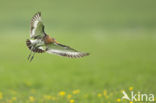 Grutto (Limosa limosa) 