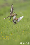 Grutto (Limosa limosa) 