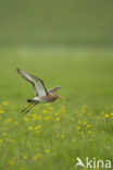 Black-tailed Godwit (Limosa limosa) 