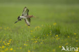 Black-tailed Godwit (Limosa limosa) 