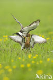 Black-tailed Godwit (Limosa limosa) 