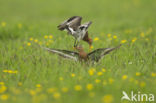 Black-tailed Godwit (Limosa limosa) 