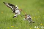 Black-tailed Godwit (Limosa limosa) 