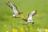 Grutto (Limosa limosa) 