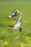 Grutto (Limosa limosa) 