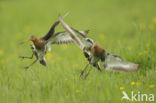 Grutto (Limosa limosa) 