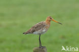 Black-tailed Godwit (Limosa limosa) 