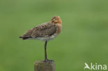 Black-tailed Godwit (Limosa limosa) 