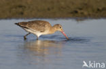 Grutto (Limosa limosa) 