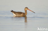 Black-tailed Godwit (Limosa limosa) 