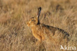 Haas (Lepus europaeus)