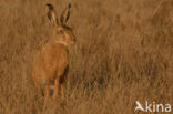 Haas (Lepus europaeus)