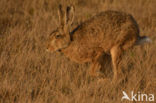 Haas (Lepus europaeus)