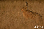 Haas (Lepus europaeus)