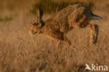 Haas (Lepus europaeus)