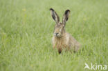 Haas (Lepus europaeus)