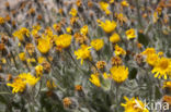 hairy hawkweed (Hieracium longipilum)