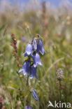 Bearded Bellflower (Campanula barbata)