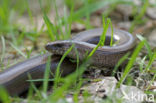 Hazelworm (Anguis fragilis) 