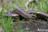 Hazelworm (Anguis fragilis) 