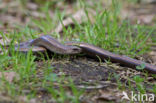 Hazelworm (Anguis fragilis) 